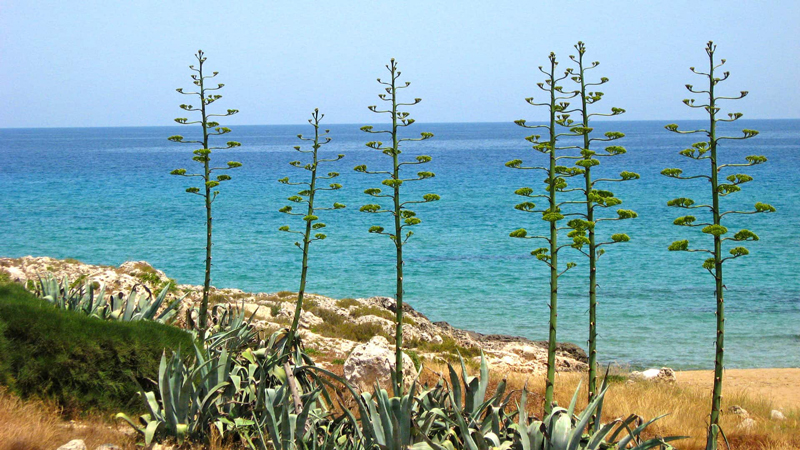 Sicilia Kyst p� egen h�nd